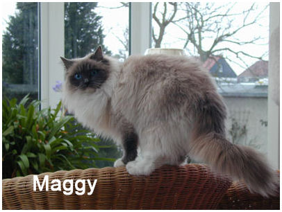 maggy